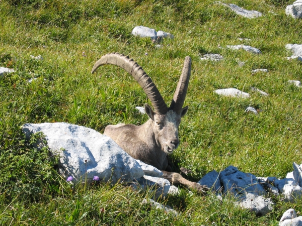 bouquetin du mercantour