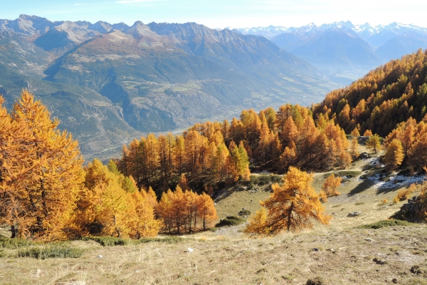 Forêt d'automne